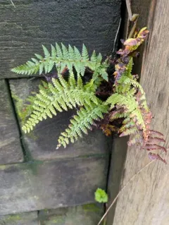 soft shield fern thumbnail 1