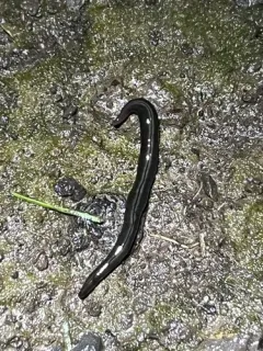 Parakontikia ventrolineata thumbnail 3