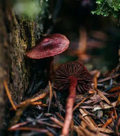 Cortinarius birkebakii thumbnail 4