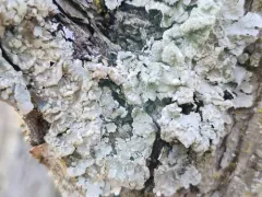 Reticulate Shield thumbnail 3