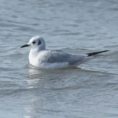 Bonaparte's Gull thumbnail 2