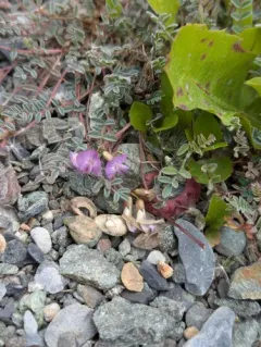 Nutzotin Milkvetch thumbnail 4