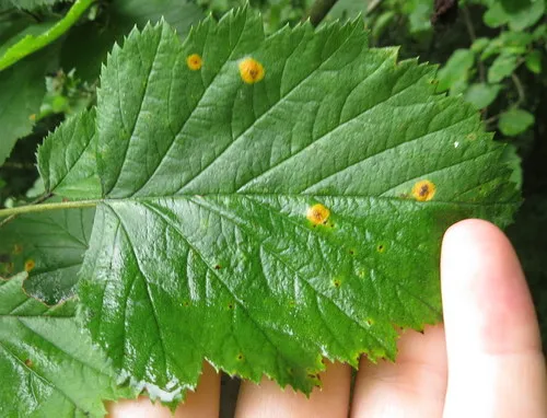 downy hawthorn