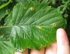 downy hawthorn thumbnail 1