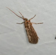 Rush Sedge Caddisfly thumbnail 4