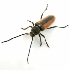 Punctured Long-horned Beetle thumbnail 1