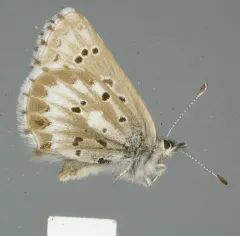 Arrowhead Blue thumbnail 4