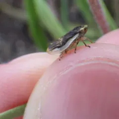Meadow Spittlebug thumbnail 2