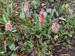 rocky mountain willow thumbnail 4