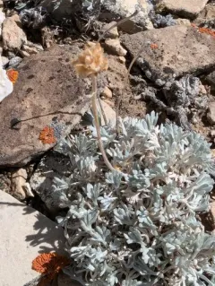 Rock-tansy thumbnail 3