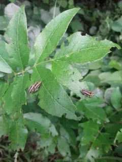 Eastern Pricklyash Leaf Beetle thumbnail 4