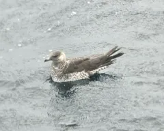 Pomarine Jaeger thumbnail 2