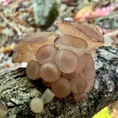Beech Jelly-disc thumbnail 4