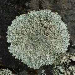 Peppered Rock-shield thumbnail 3
