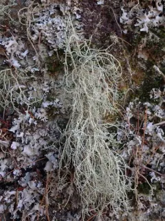 Warty Beard Lichen thumbnail 2