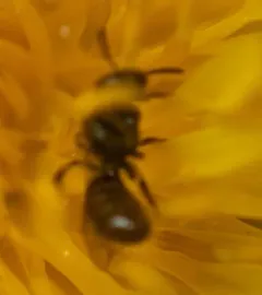 Bristle Sweat Bee thumbnail 4