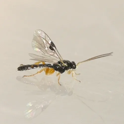 Orthocentrus stigmaticus