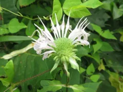 white bergamot thumbnail 2