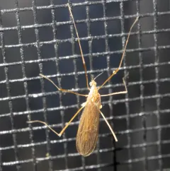 Erioptera vespertina thumbnail 4