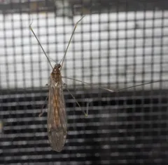 Dicranomyia humidicola thumbnail 4
