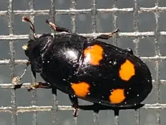 Glischrochilus obtusus thumbnail 3