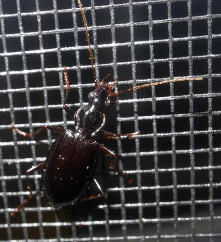 Platynus cincticollis