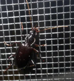 Platynus cincticollis thumbnail 1