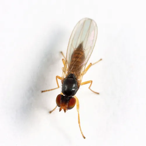 Anthomyza shewelli
