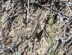 Club-horned Grasshopper thumbnail 4