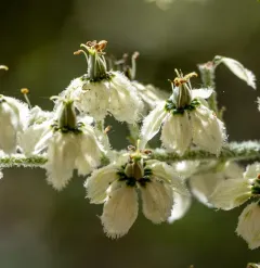 Siskiyou false-hellebore thumbnail 1