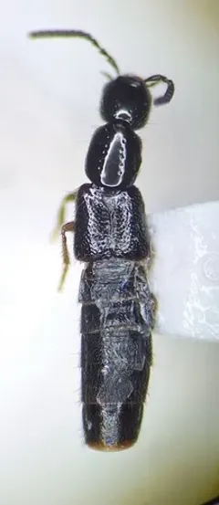 Gabrius appendiculatus thumbnail 2