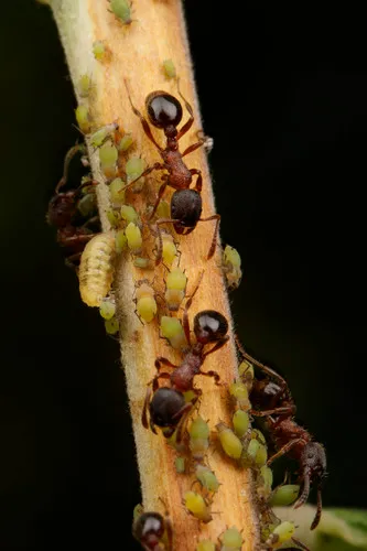 Incomplete Furrowed Ant