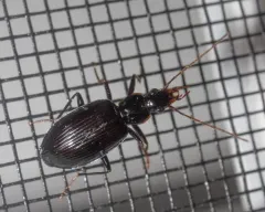 Platynus tenuicollis thumbnail 2