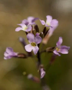 spreadingpod rockcress thumbnail 4