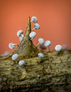 Physarum album thumbnail 4