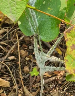 woolly maple aphid thumbnail 4