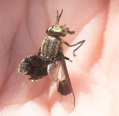 Bald Deer Fly thumbnail 4
