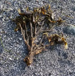 Flat Pompom Kelp thumbnail 4