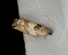 Cottonwood Twig Borer Moth thumbnail 4