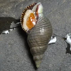 Dire Whelk thumbnail 3