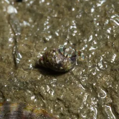 Blueband Hermit Crab thumbnail 3