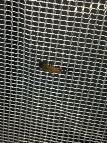 Clusia lateralis