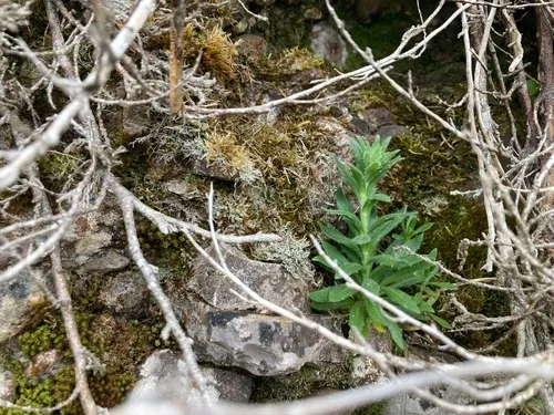 Dense Whitlow-grass
