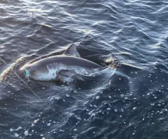 Salmon Shark thumbnail 3