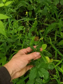Beaked Agrimony thumbnail 3