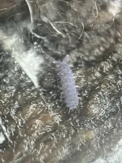 Moss Springtail thumbnail 4