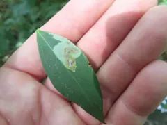 Calycomyza frickiana thumbnail 2