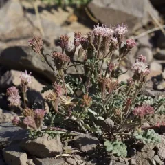 Hoary Pincushion thumbnail 1