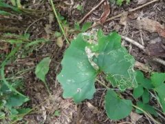 Dichrorampha incanana thumbnail 2