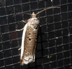 White-edged Ancylis Moth thumbnail 4